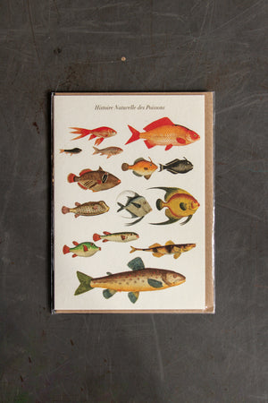 The Pattern Book Press Historie Evolutive des Poissons Card