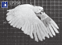 Lenticular Muybridge Cockatoo