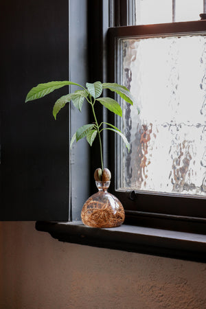 Avocado Vase