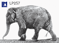 Lenticular Muybridge Elephant