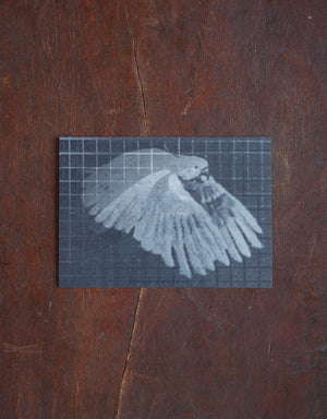 Lenticular Muybridge Cockatoo