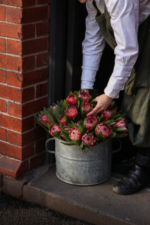 Bunch Proteas 5 Stem