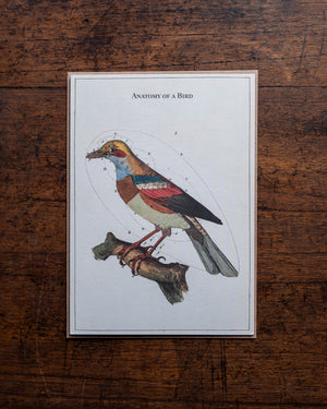 The Pattern Book Anatomy of a Bird Card