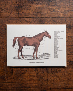 The Pattern Book Regions of the Horse Card