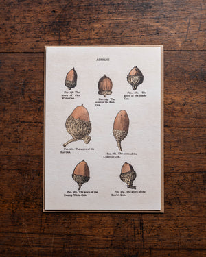 The Pattern Book Press Acorns Card
