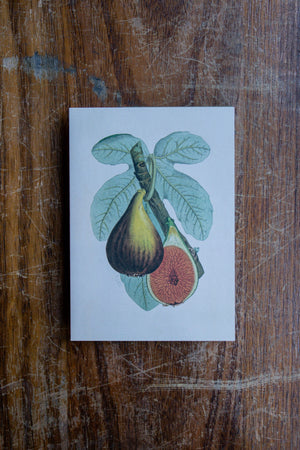 The Pattern Book Press Fig Plant Card