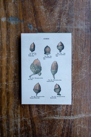 The Pattern Book Press Acorns Card