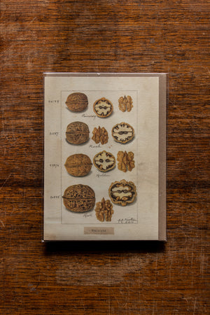 The Pattern Book Press Walnuts Card