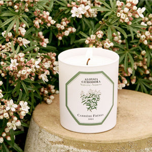 Carriere Freres Verbena Candle